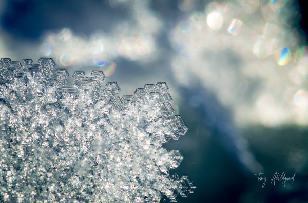 Macro Snowflake Hi Res   A3 by Tracy Abildgaard